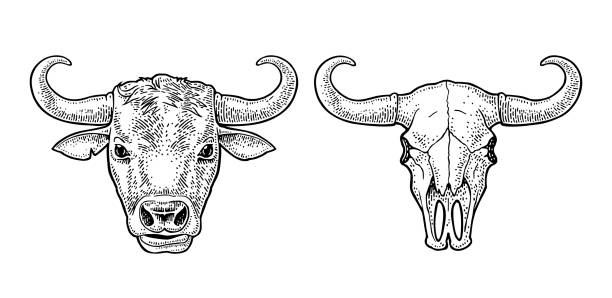 Bull head and skull. Vintage black vector engraving illustration Bull head and skull. Vintage black vector engraving illustration for info graphic, poster, web. Isolated on white background. Hand drawn in a graphic style. wild cattle stock illustrations