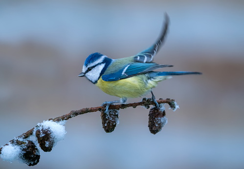 An American Tree Sparrow, Spizella arborea, foraging in the snow