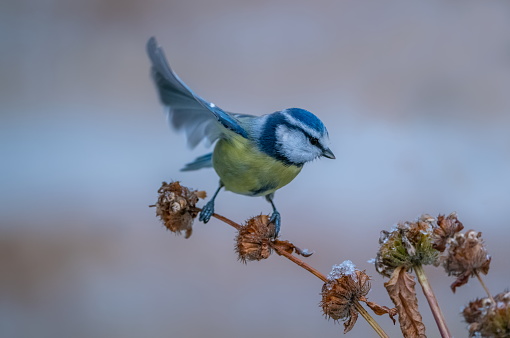 Blue tit in wintertime,Eifel,Germany.\nPlease see more than 1000 Songbird pictures of my Portfolio.\nThank you!