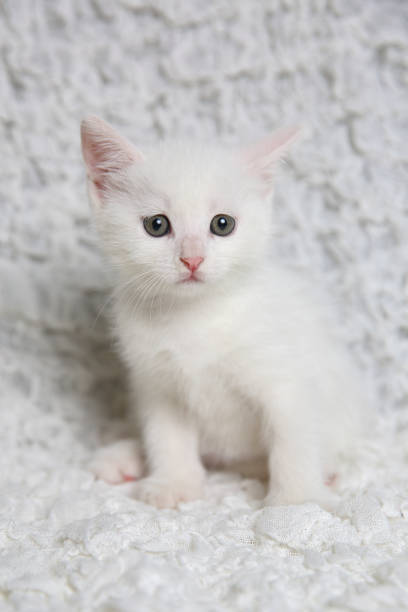 istock White young girl cat kitten resting on a white ruffled linen background. studio shot. 1297827683