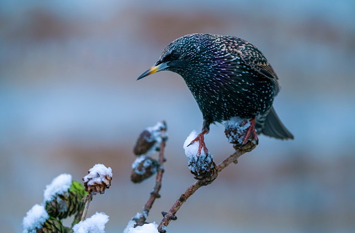 Starling in wintertime,Eifel,Germany.\nPlease see more than 1000 Songbird pictures of my Portfolio.\nThank you!