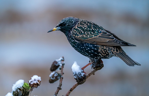 Starling in wintertime,Eifel,Germany.\nPlease see more than 1000 Songbird pictures of my Portfolio.\nThank you!