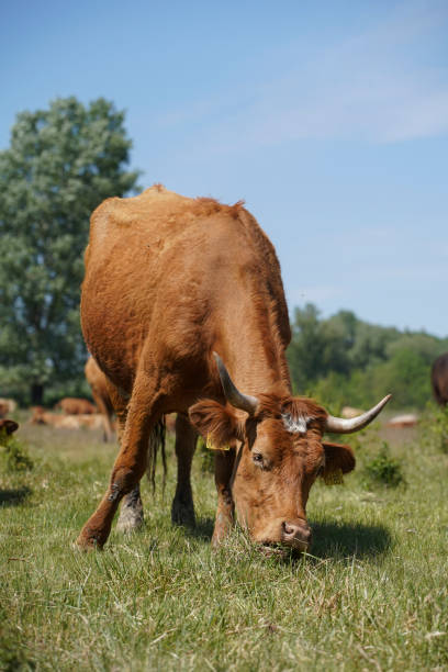 istock A cow is watching the meadow curiously. Even more cattle can be seen in the background. Forest, blue sky, clouds. Europe Hungary 1297828782