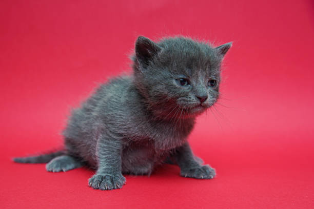 маленького котенка изолируют на красном фоне. привлекательный серый котенок из нового помета. - friday the 13th стоковые фото и изображения