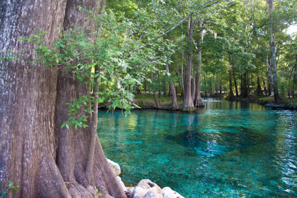 istock Ocala National Forest - Silver Glen Springs 1297829967