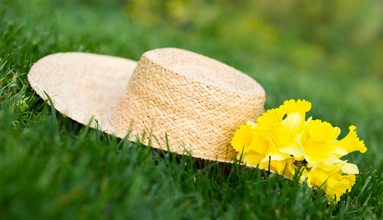 Yellow narcissus daffodil flowers on a straw hat in the grass. Spring forward, springtime concept.