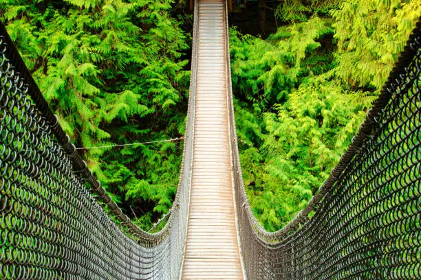 Lynn Canyon Suspension Bridge through temperate rain forest with Western Redcedar trees in Lynn Canyon Park, British Columbia, Canada