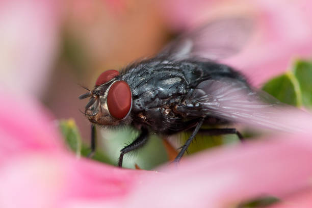istock Black Fly - Macrophotography on Flower - Insect: Pest 1297830149