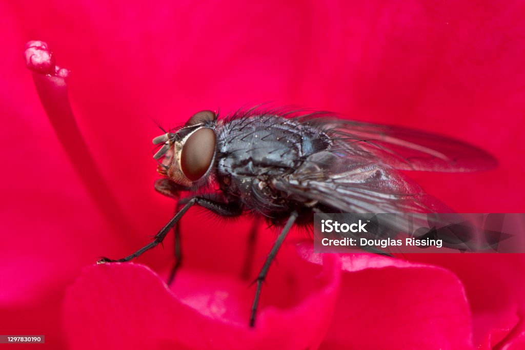 Black Fly - Macrophotography on Flower - Insect: Pest Black Fly Stock Photo