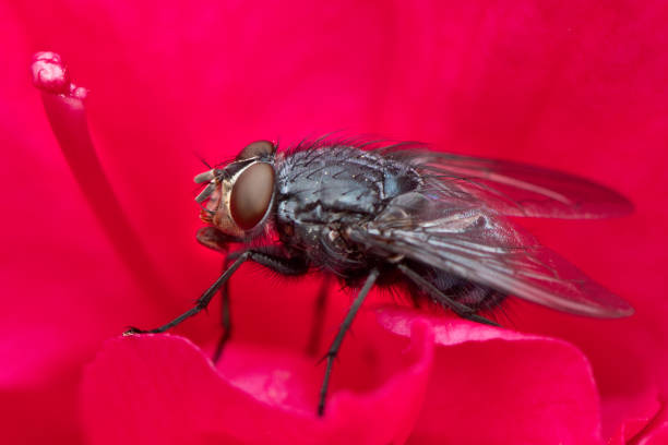Black Fly - Macrophotography on Flower - Insect: Pest Black Fly - Macrophotography on Flower - Insect: Pest black fly stock pictures, royalty-free photos & images