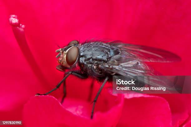 Black Fly Macrophotography On Flower Insect Pest Stock Photo - Download Image Now