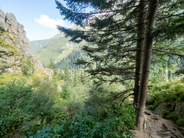 istock Mountain landscape in Valea Sambetei, Romania 1297831149