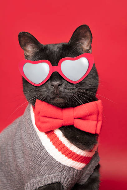 istock Cool Black Cat in Heart Glasses and Bow Tie 1297832510