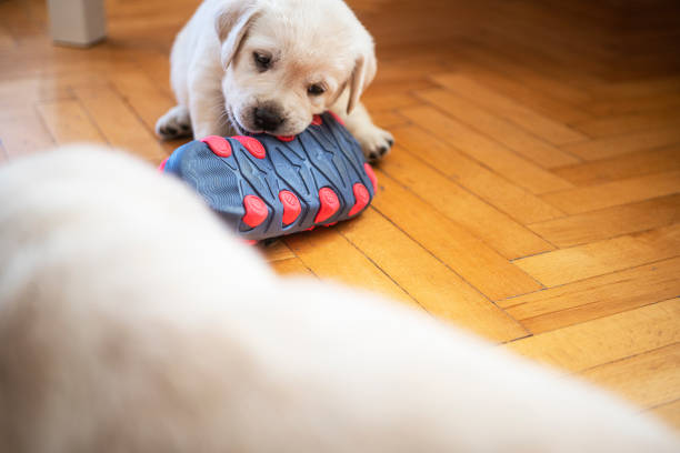 istock Puppy playing at home 1297832871
