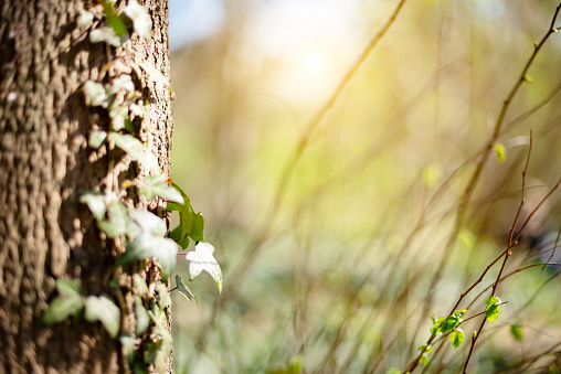 Close up of alder tree bark