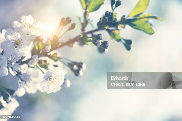 Cherry Blossom Stock Photo - Download Image Now - Flower, Springtime, Macrophotography