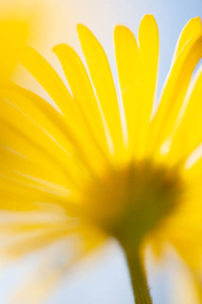 istock Yellow flower background from chrysanthemum 1297836759