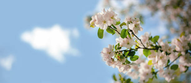 istock Pink and white apple tree flowers in the sunlight outdoors. Spring flowering. Blurred bokeh background. 1297837089
