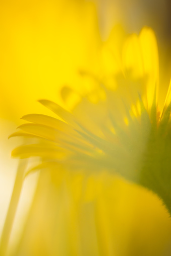 Yellow flower background from chrysanthemum