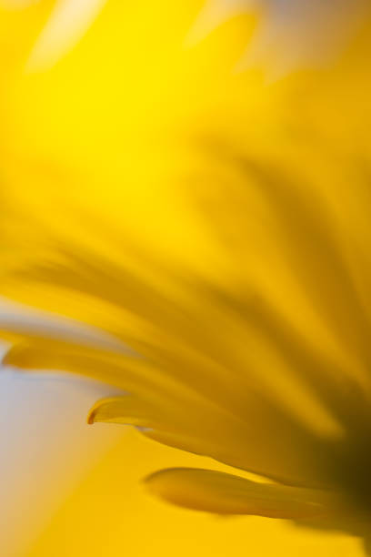 istock Yellow flower background from chrysanthemum 1297838350