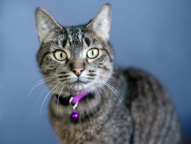 istock A tabby shorthair cat wearing a purple collar 1297838726