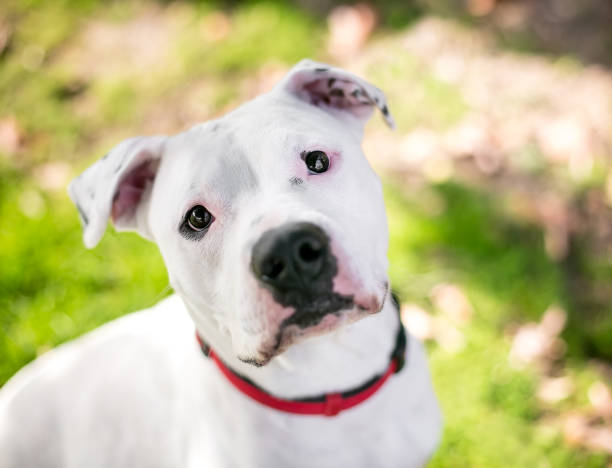 istock A white mixed breed dog wearing a red collar 1297838761
