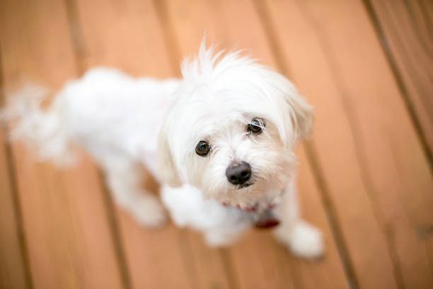 istock A scruffy white Maltese dog looking up 1297838825