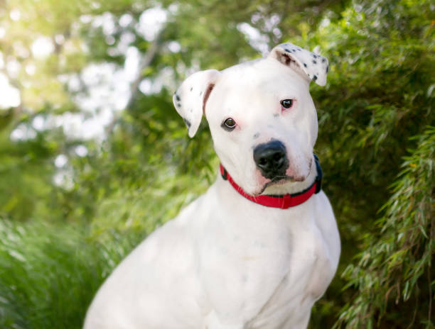 istock A white mixed breed dog wearing a red collar 1297838854