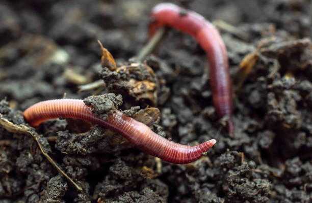 istock Red earthworms on the compost. Close up. 1297840141