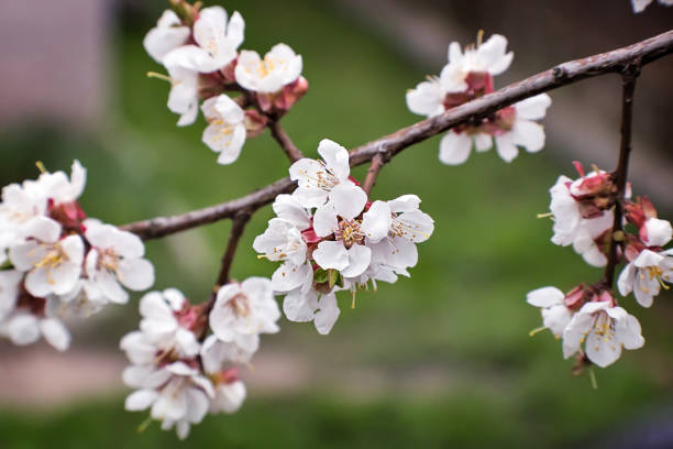 istock Branch of a blossoming apricot tree. 1297841500