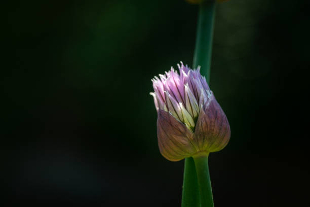 szczypierw kwiatowy pączek w naturalnym świetle reflektorów wczesnego porannego światła słonecznego - chive blossom zdjęcia i obrazy z banku zdjęć