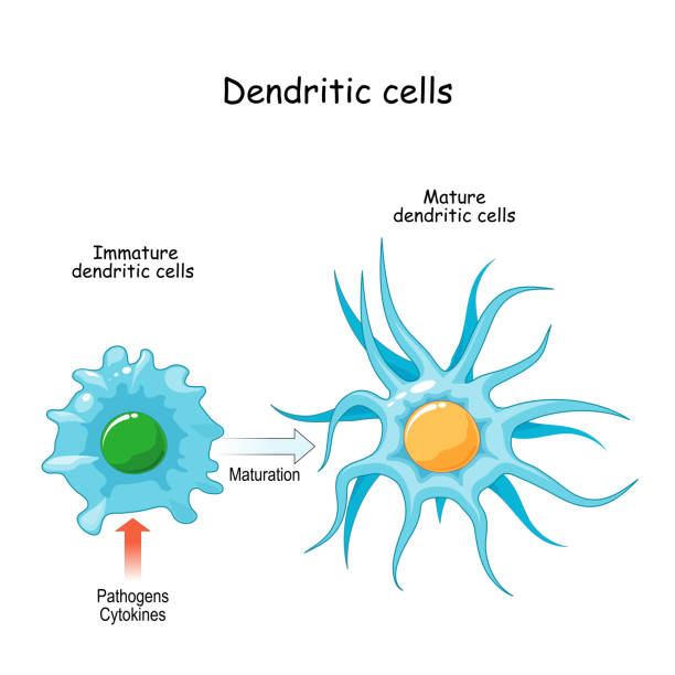 illustrazioni stock, clip art, cartoni animati e icone di tendenza di cellula dendritica - dendrite