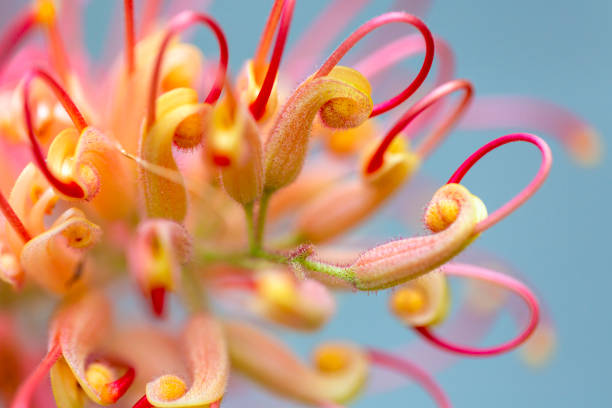 primer plano hermosa flor de banksia, fondo con espacio de copia - estambre fotografías e imágenes de stock