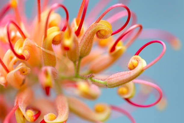 крупным планом красивый цветок banksia, фон с копией пространства - australian culture flower indigenous culture plant стоковые фото и изображения