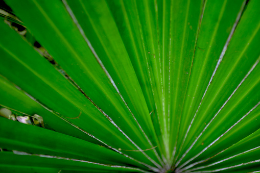 Greean palm leaf full fram photo, Saw Palmetto Palm (Serenoa reprens)