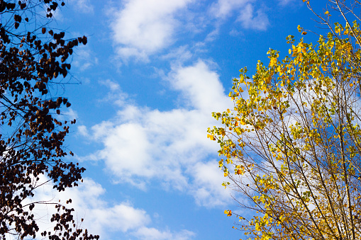 Blue sky with cloud and tree. Background of bright sun and a blue sky with clouds. The concept of hot and warming weather