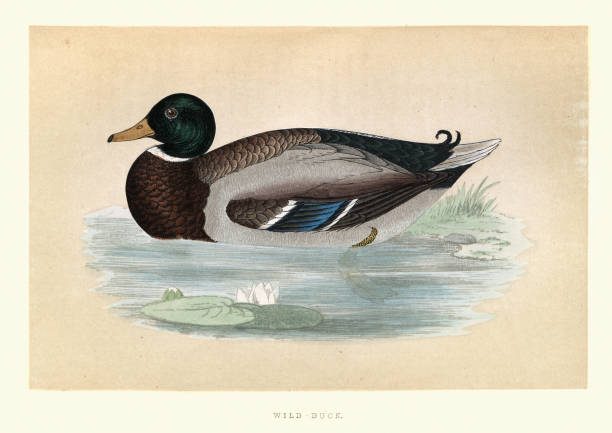 Vintage illustration of Mallard (Anas platyrhynchos) is a dabbling duck, wild duck. Wildlife, bird art print