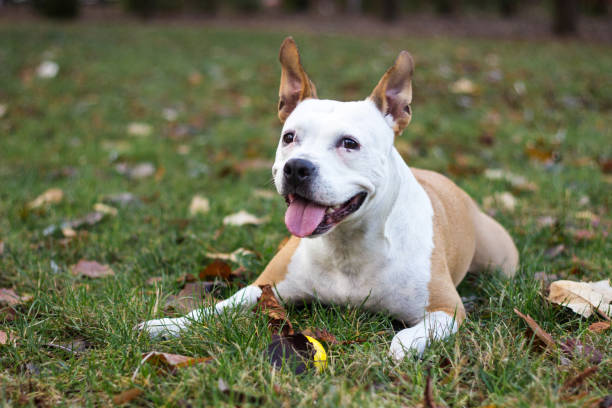 istock Happy Dog Portrait 1297843815