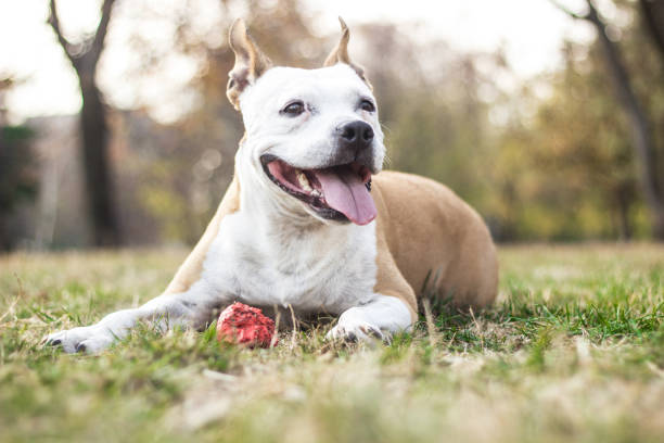 istock Happy Dog Portrait 1297844022