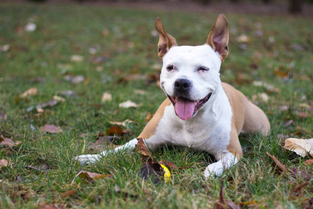 istock Happy Dog Portrait 1297844641