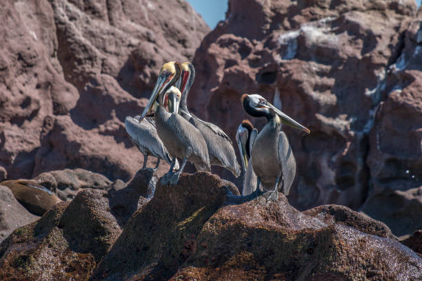 Isla Espíritu Santo is an island in the Gulf of California, off the Mexican state of Baja California Sur.