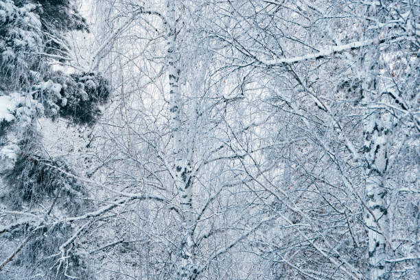 istock Snow white winter forest with frost covered tree branches 1297847774