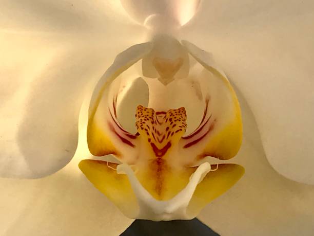 istock Sun-Kissed Orchid 1297847776