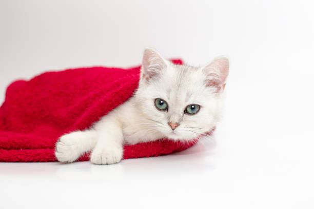 istock One white kitten lies in a red towel on a white background 1297847778