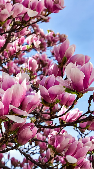 An artistic shot of a magnolia tree branch against a clear blue sky, with several blossoms in varying stages of bloom, creating a beautiful natural contrast