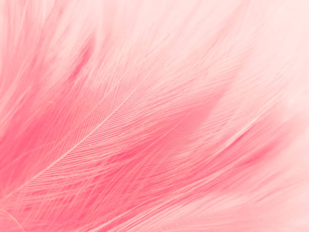 istock Beautiful abstract light pink feathers on white background,  white feather frame texture on pink pattern and pink background, love theme wallpaper and valentines day, sweet heart wedding 1297849835
