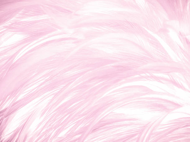 istock Beautiful abstract light pink feathers on white background,  white feather frame texture on pink pattern and pink background, love theme wallpaper and valentines day, sweet heart wedding 1297849898