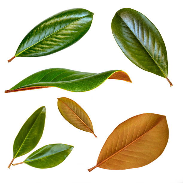 Magnolia leaves isolated on white.  Collection with front, rear and side views