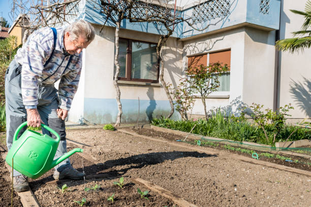 istock Senior Man Watering the Sown Vegetable Garden in Springtime 1297853842
