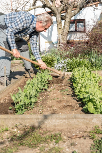 istock Senior Man Working in the Vegetable Garden on Sunny Spring Day 1297853847
